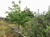 Grand terrain de la vente de notre maison d'hôte - gîte à vendre avec piscine à Perpignan (23).webp
